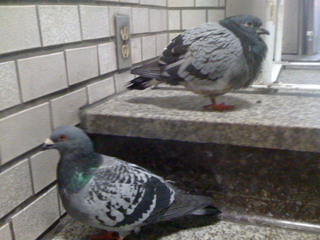 image-20110212084022.png